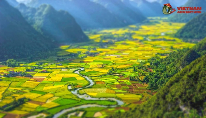 Lose yourself in the emerald embrace of rice paddies