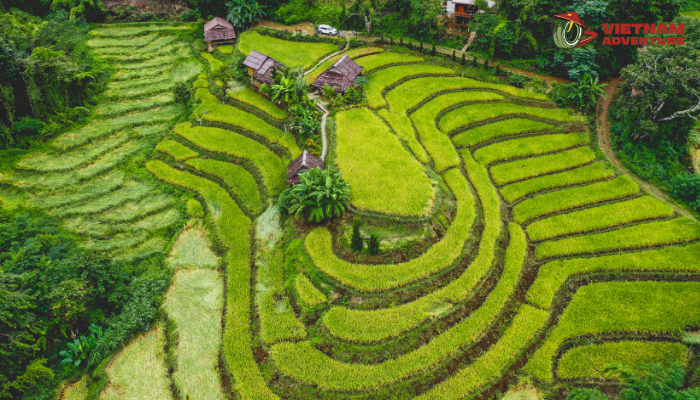 Lose yourself in the emerald embrace of rice paddies