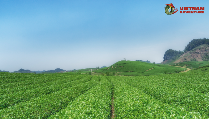 Moc Chau's vast green tea hills