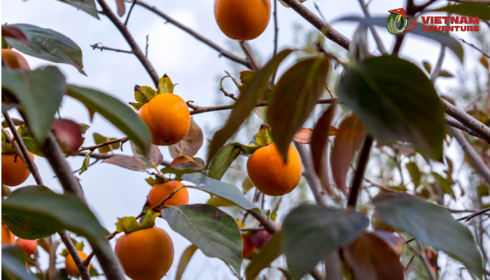The persimmon garden