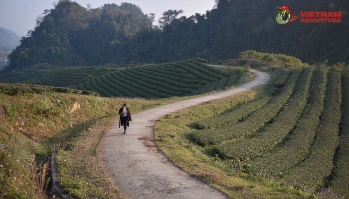 Traveling to Moc Chau is a year-round delight thanks to its cool climate